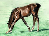 Mares and Foals, Equine Art - My Neck's Too Short